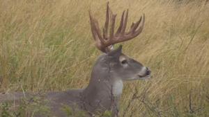 Whitetail